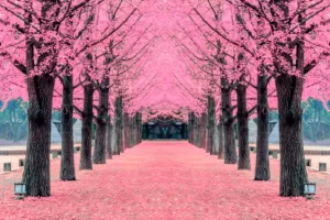 Pink tree,Nami Island in Korea