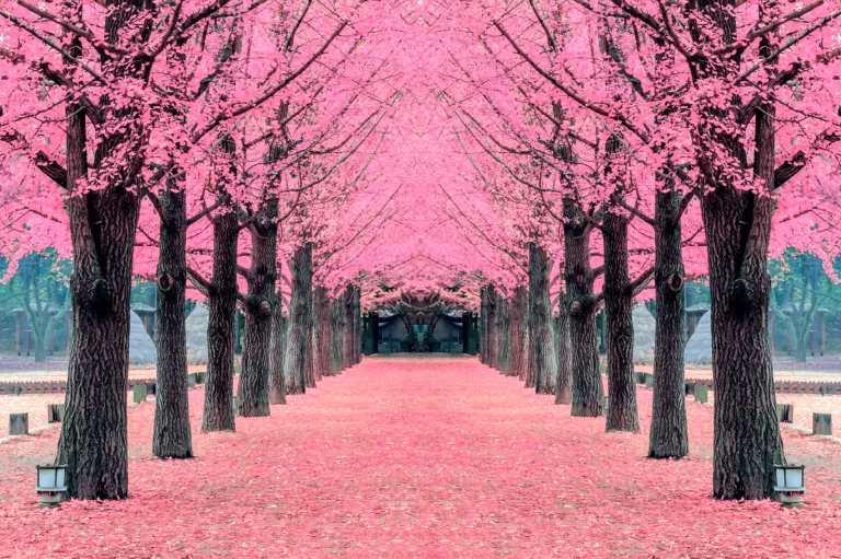 Pink tree,Nami Island in Korea