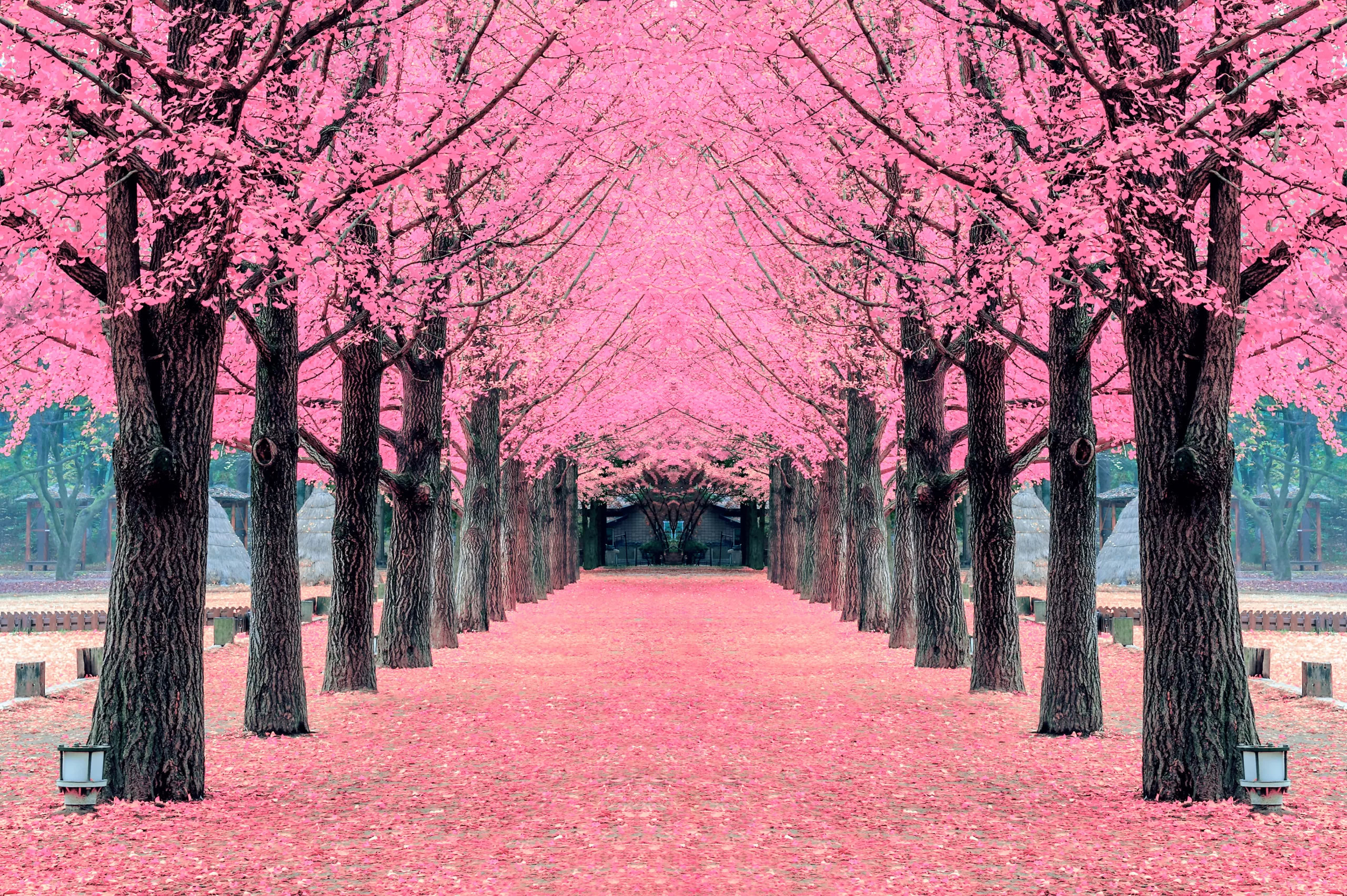 Pink tree,Nami Island in Korea