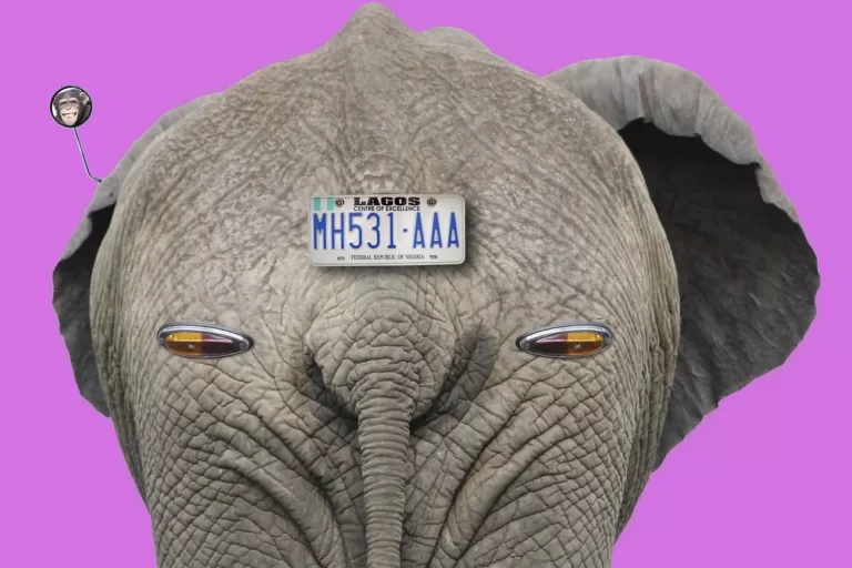 Elephant with car number plate