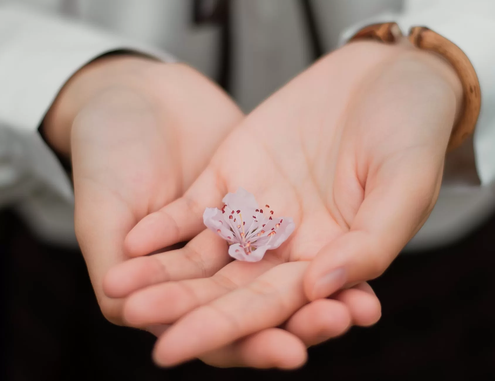 person holding white flower